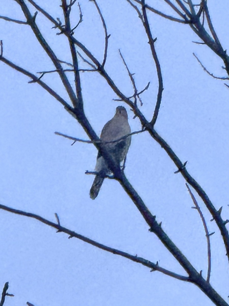 Яструб чорноголовий - ML644772157