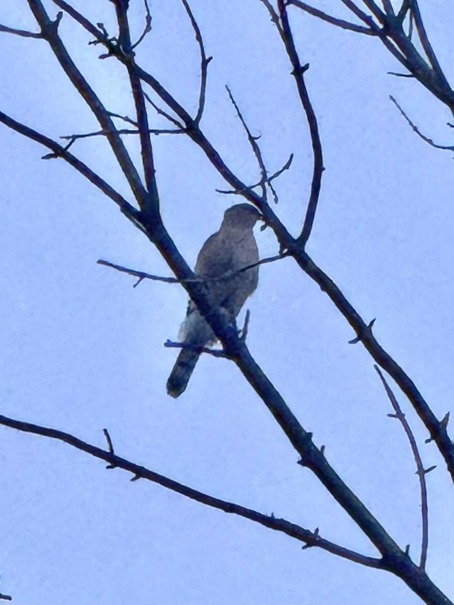 Яструб чорноголовий - ML644772158