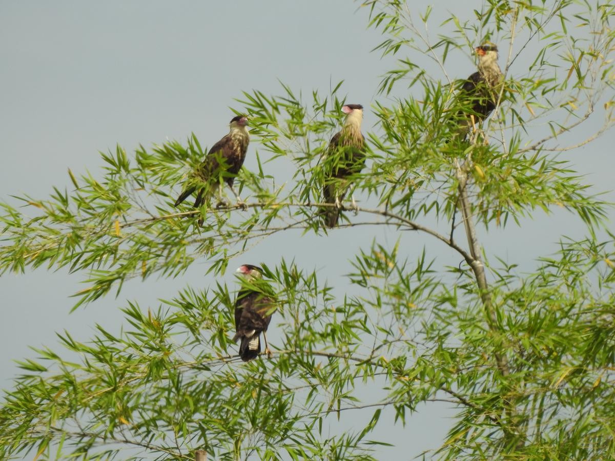 Crested Caracara - ML644772160