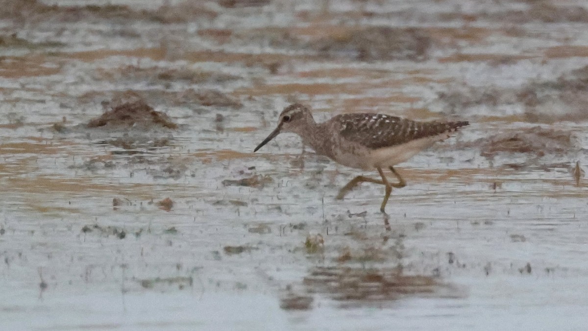 vodouš bahenní - ML644772161