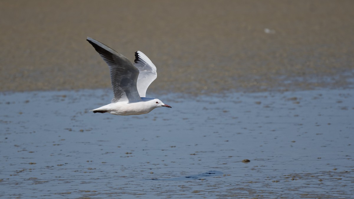 Slender-billed Gull - ML644772175