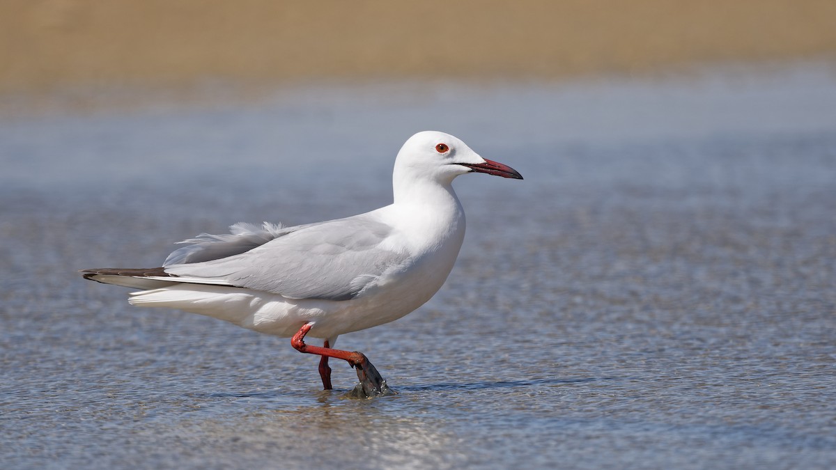 Slender-billed Gull - ML644772178