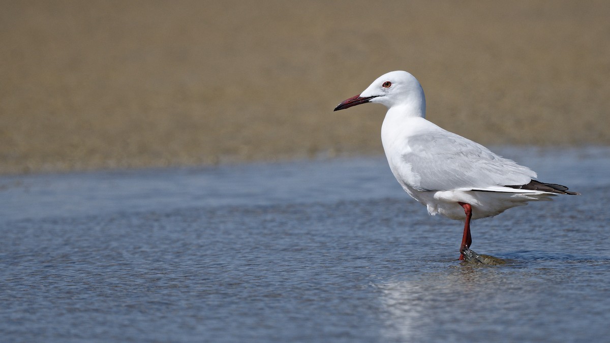 Slender-billed Gull - ML644772179