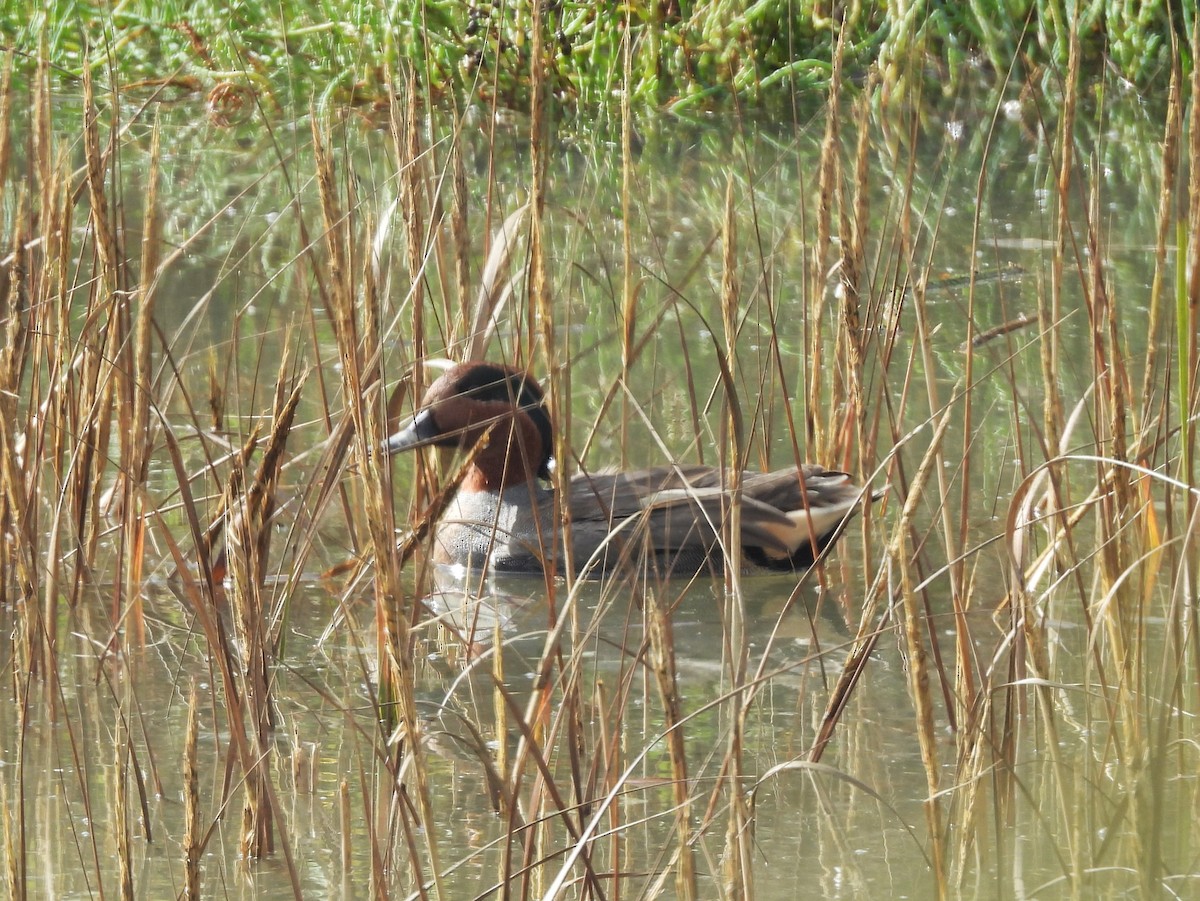 小水鴨(carolinensis) - ML644772181