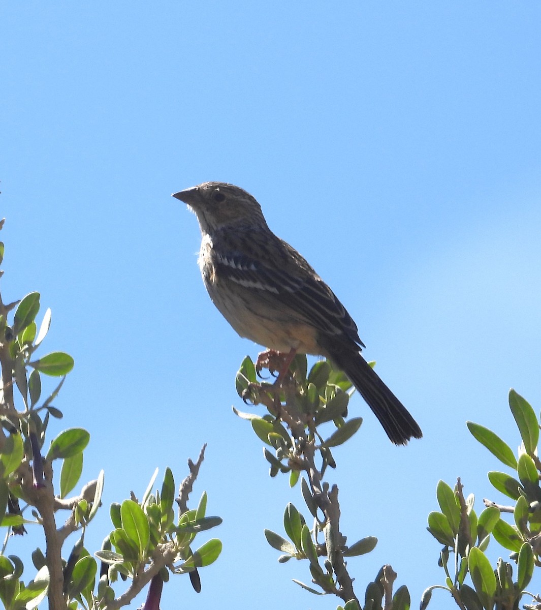 Mourning Sierra Finch - ML644772189