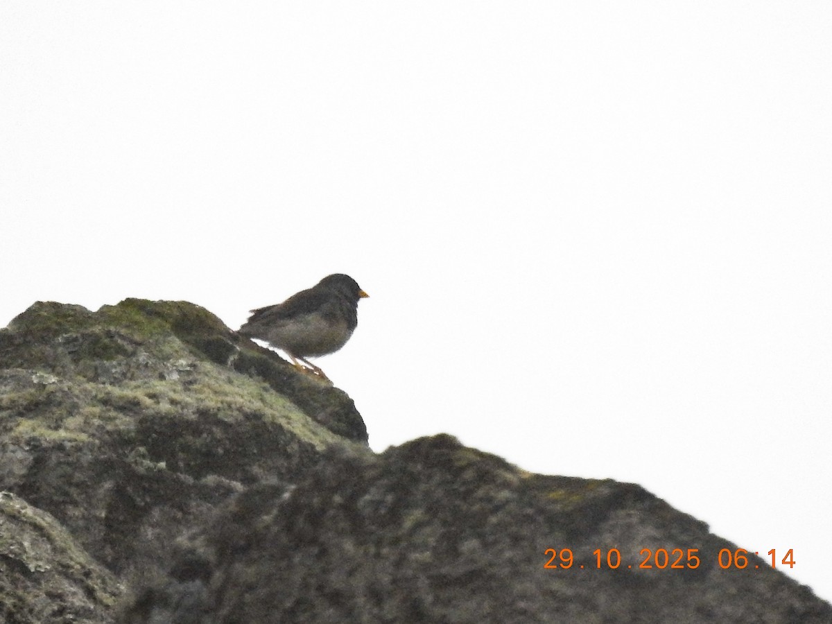 Band-tailed Sierra Finch - ML644772190