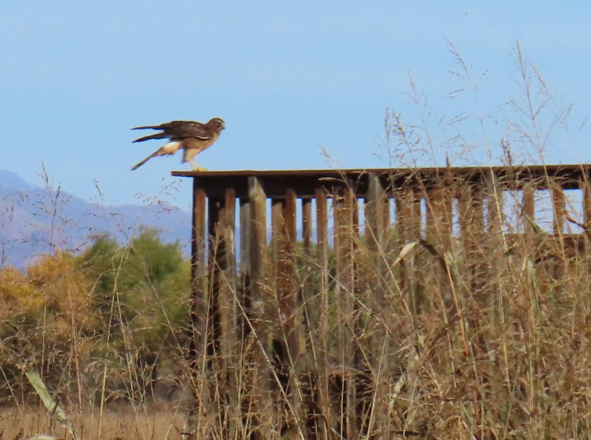 Amerika Delicesi - ML644772191