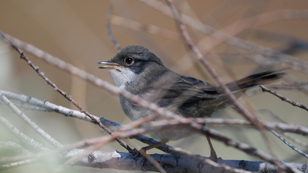 Sardinian Warbler - ML644772192