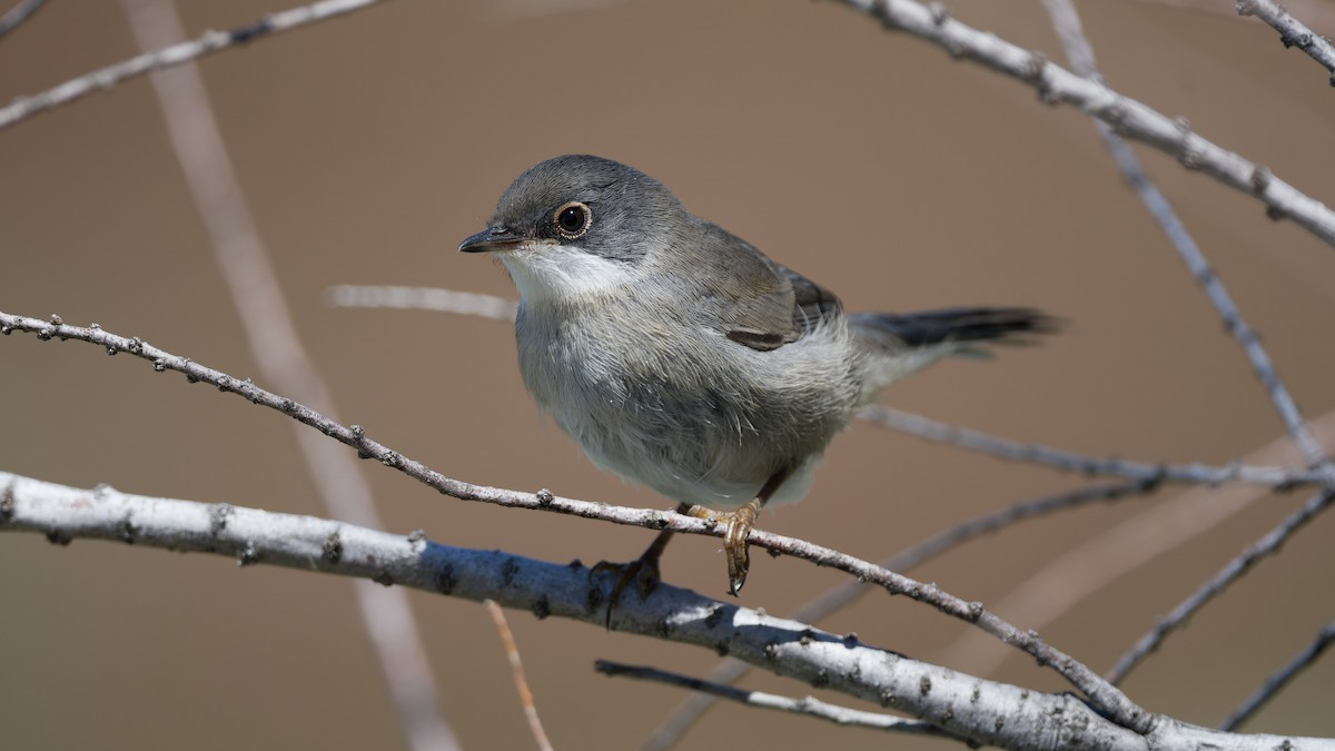 Sardinian Warbler - ML644772193