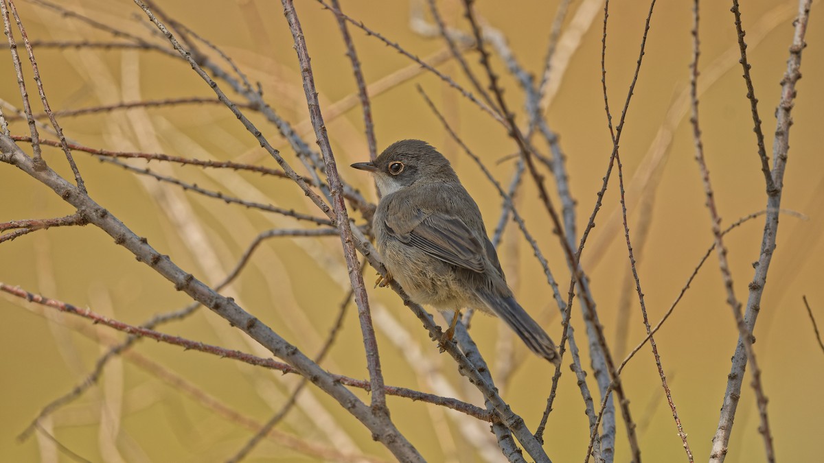 Sardinian Warbler - ML644772194