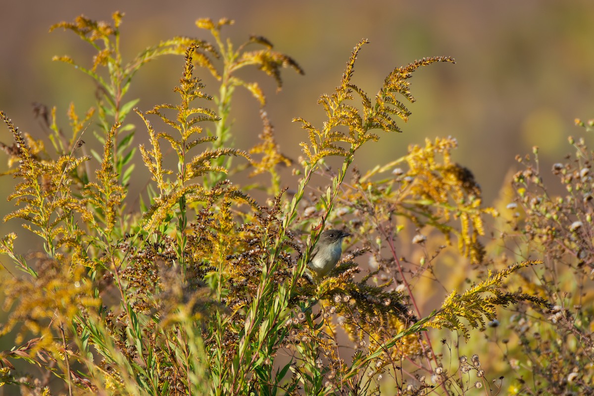 Eastern Phoebe - ML644772195