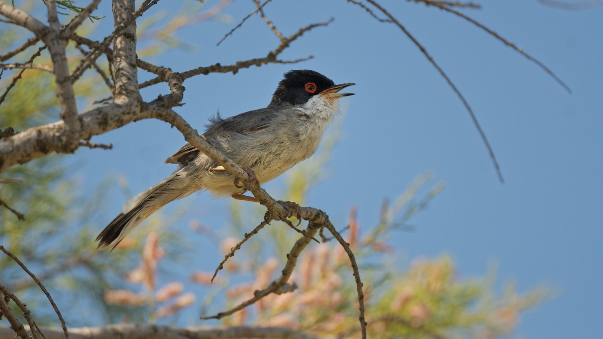 Sardinian Warbler - ML644772196