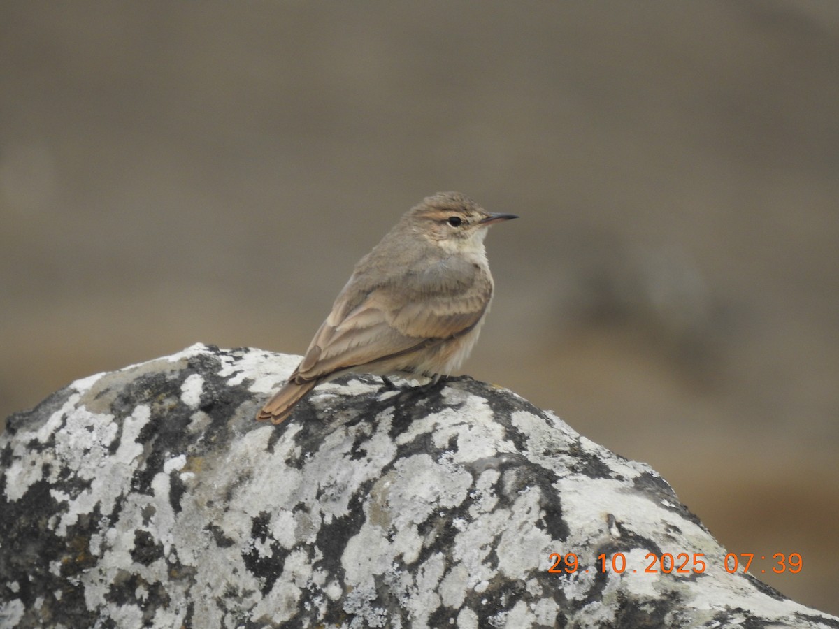 Grayish Miner - ML644772202