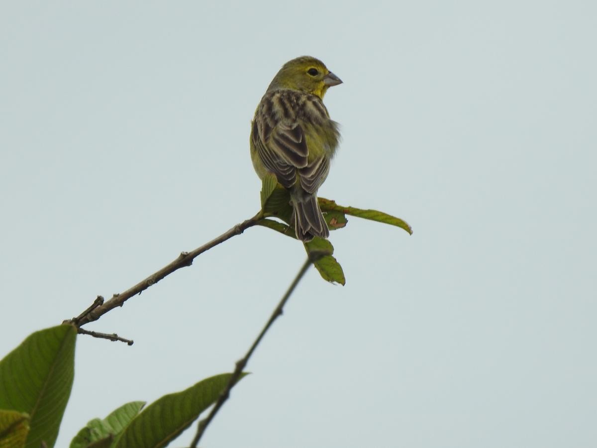 Grassland Yellow-Finch - ML644772208