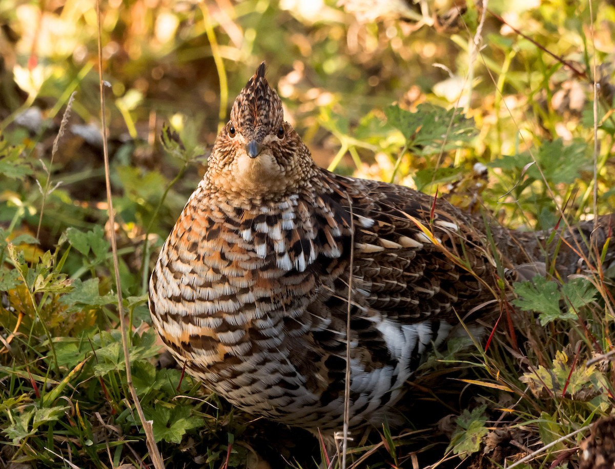 Ruffed Grouse - ML644772213
