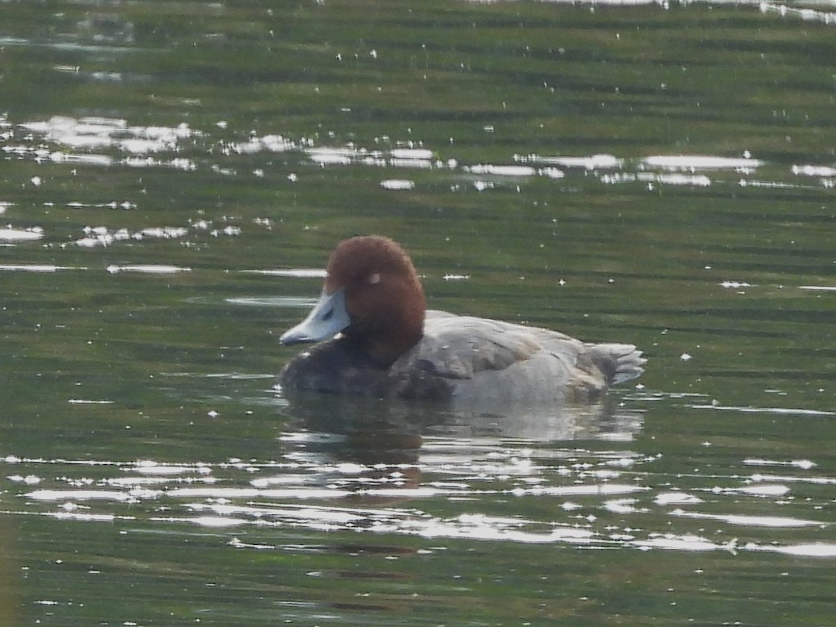 Redhead - ML644772218