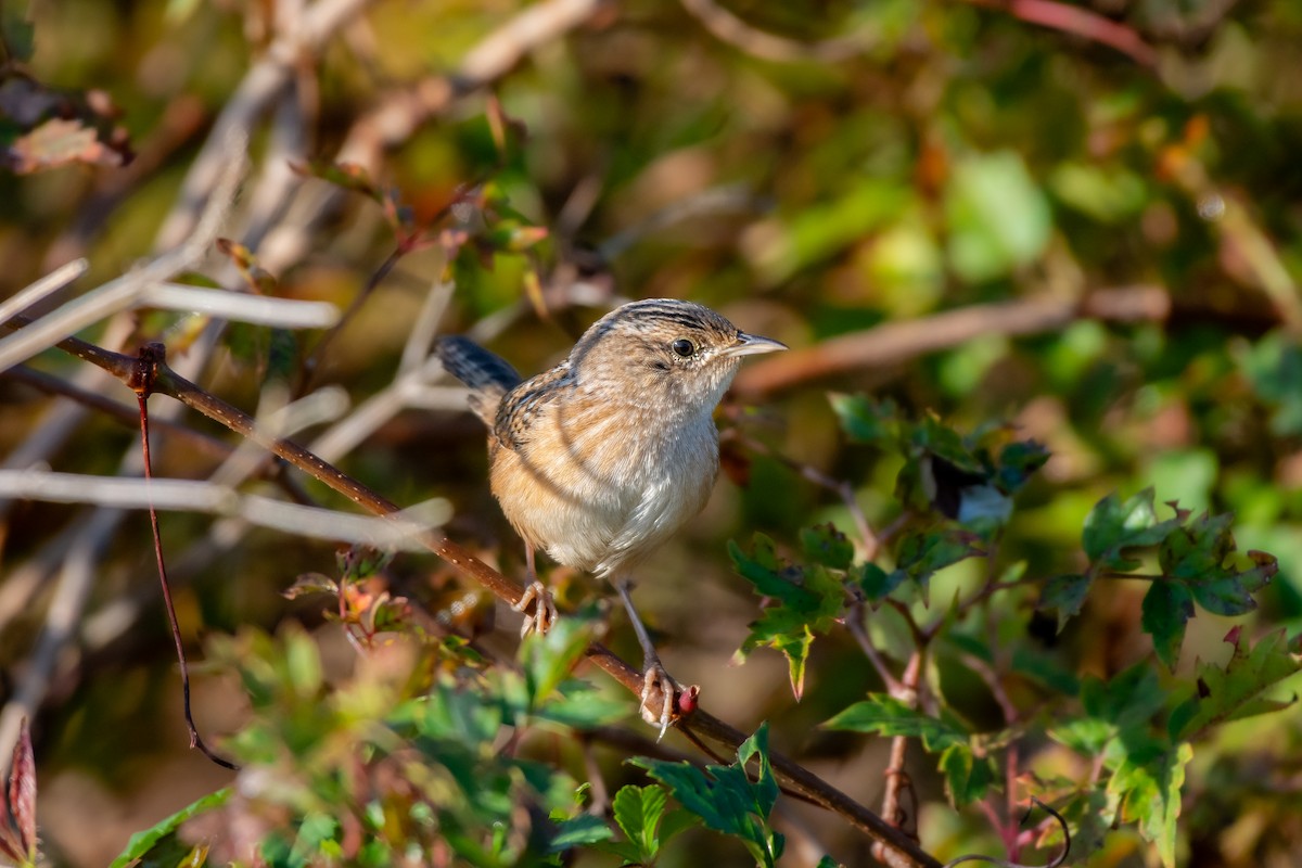 Sedge Wren - ML644772221