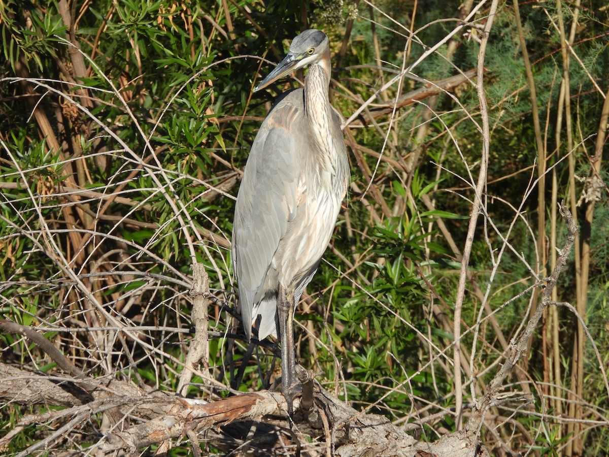 オオアオサギ（herodias グループ） - ML644772223