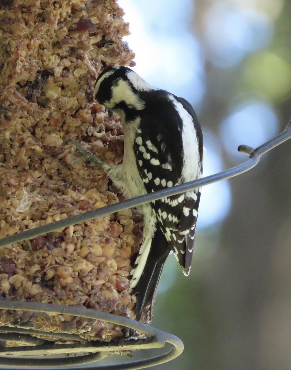 セジロコゲラ - ML644772224