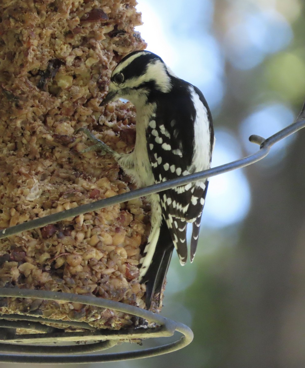 セジロコゲラ - ML644772225