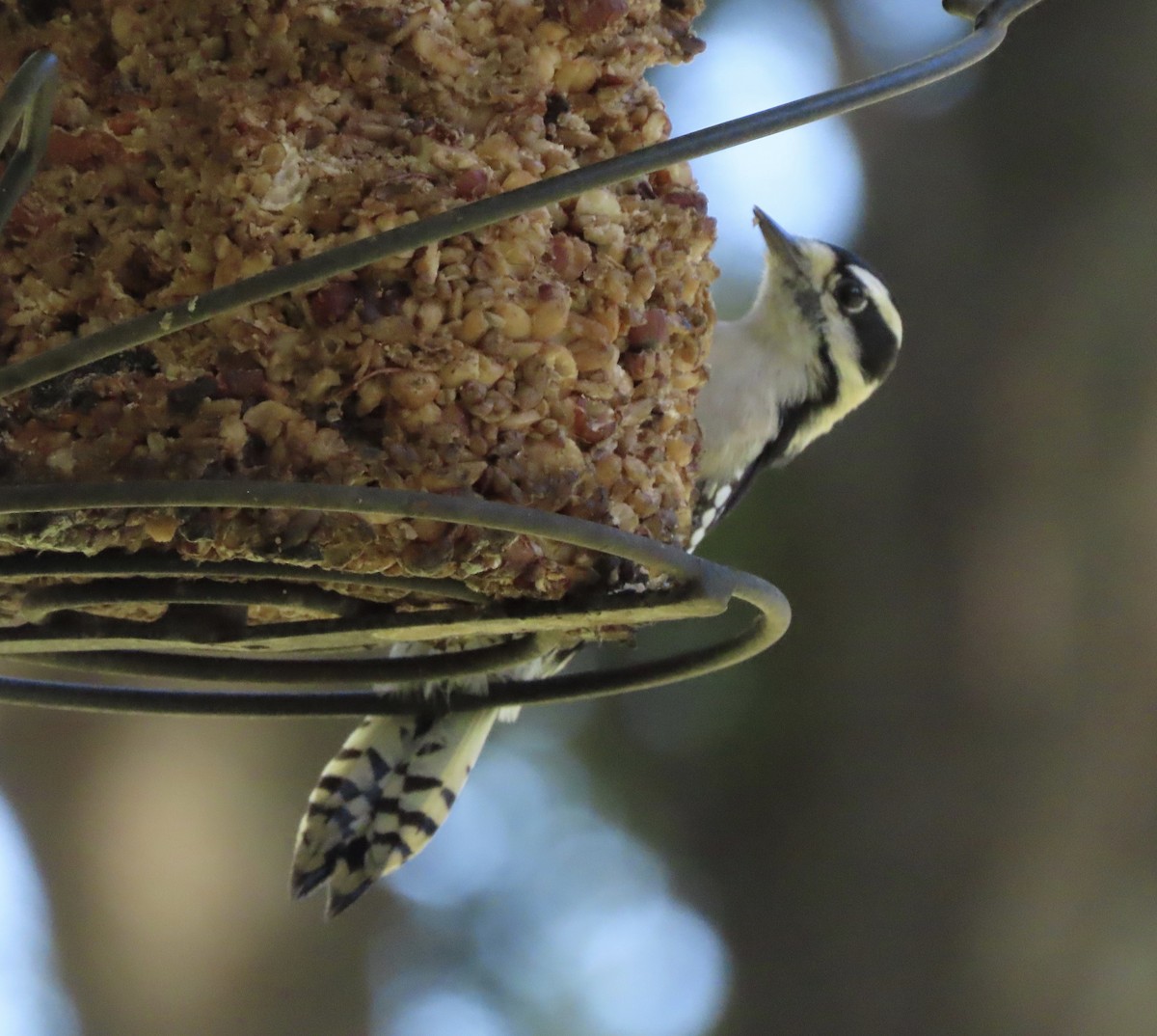 セジロコゲラ - ML644772226