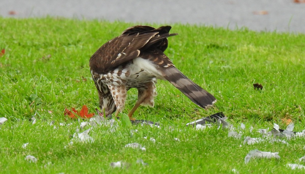 Яструб чорноголовий - ML644772227