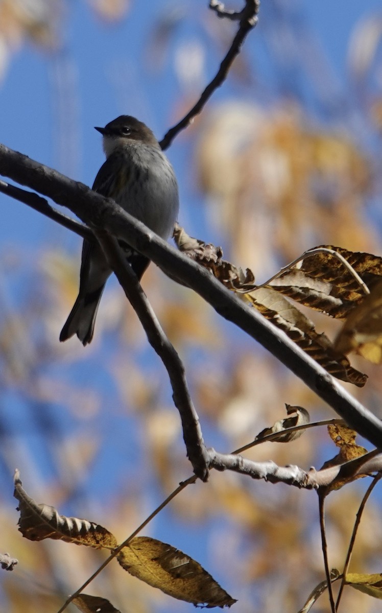 キヅタアメリカムシクイ - ML644772230