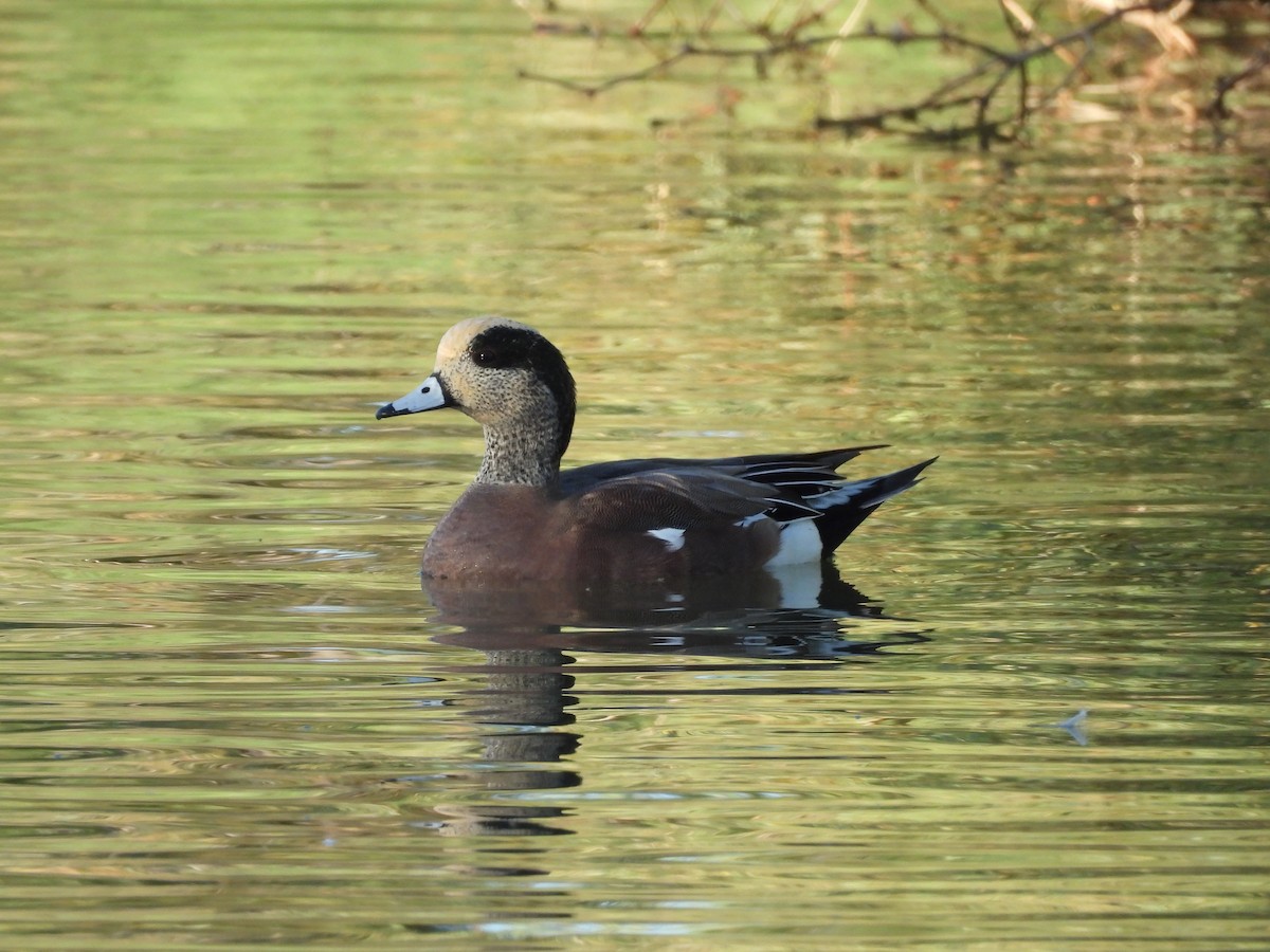 アメリカヒドリ - ML644772231
