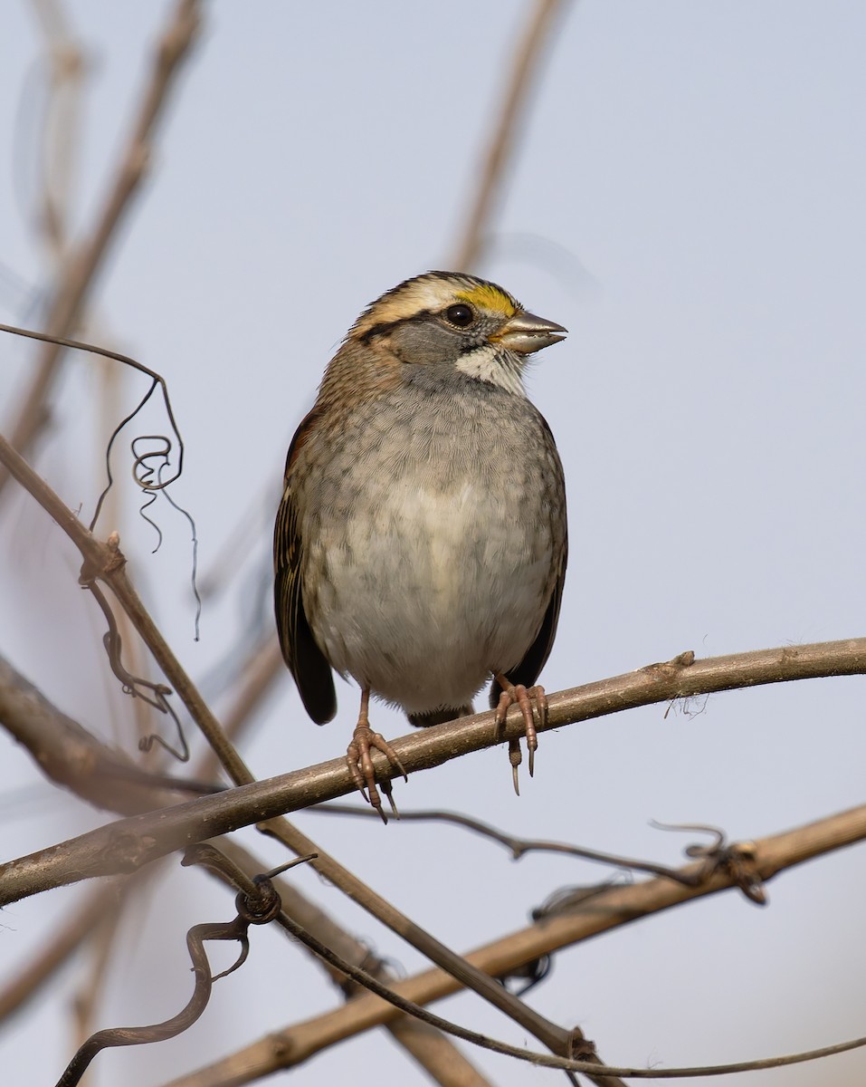 ノドジロシトド - ML644772232