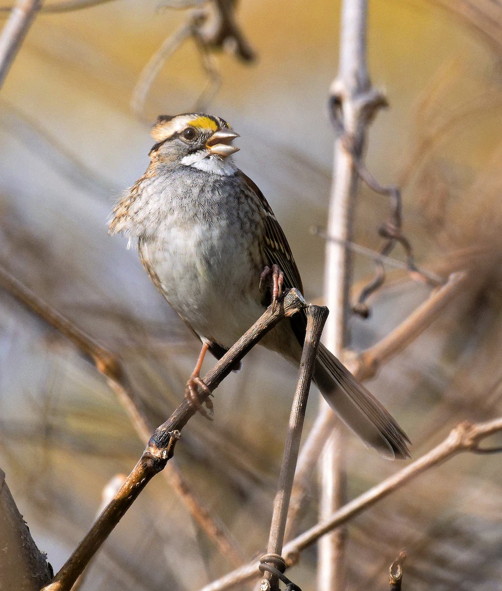 ノドジロシトド - ML644772233