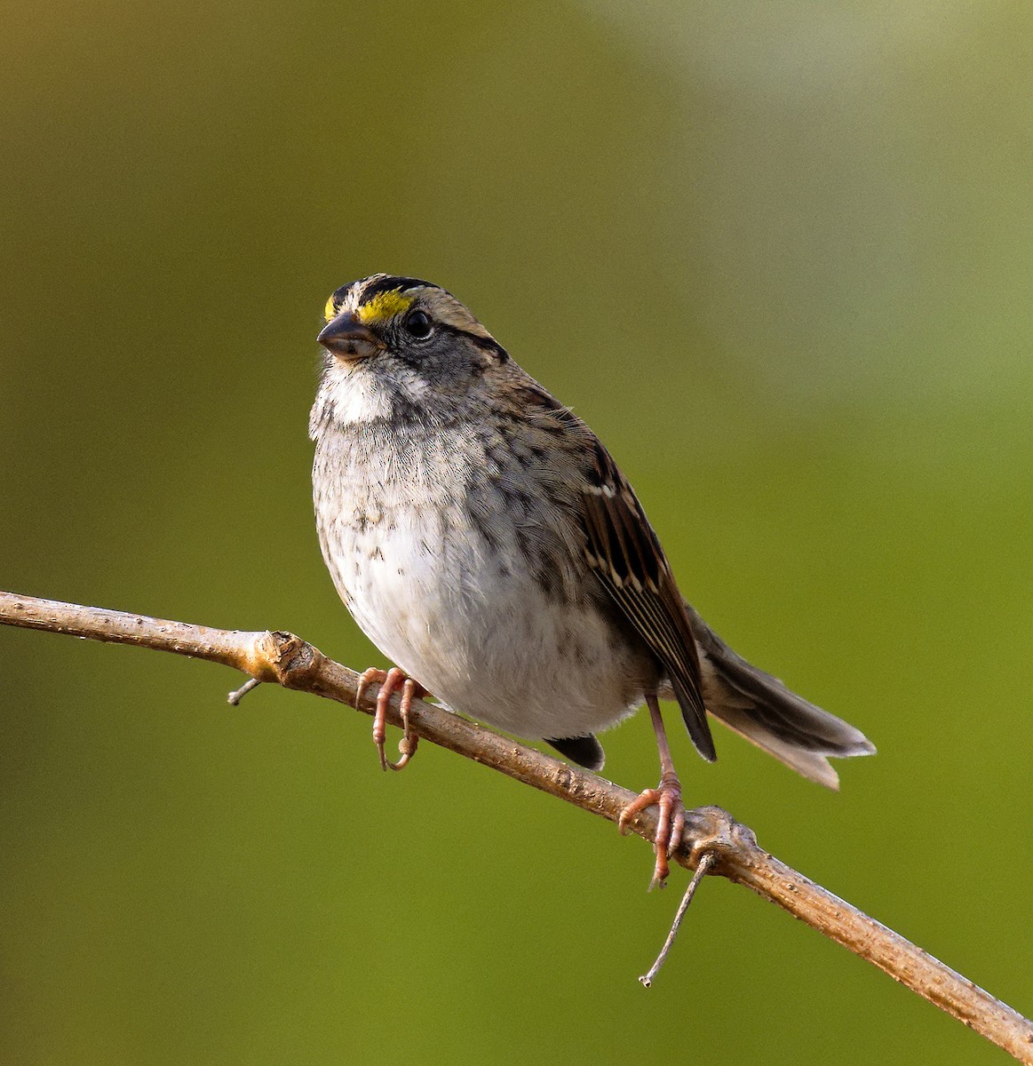 ノドジロシトド - ML644772234