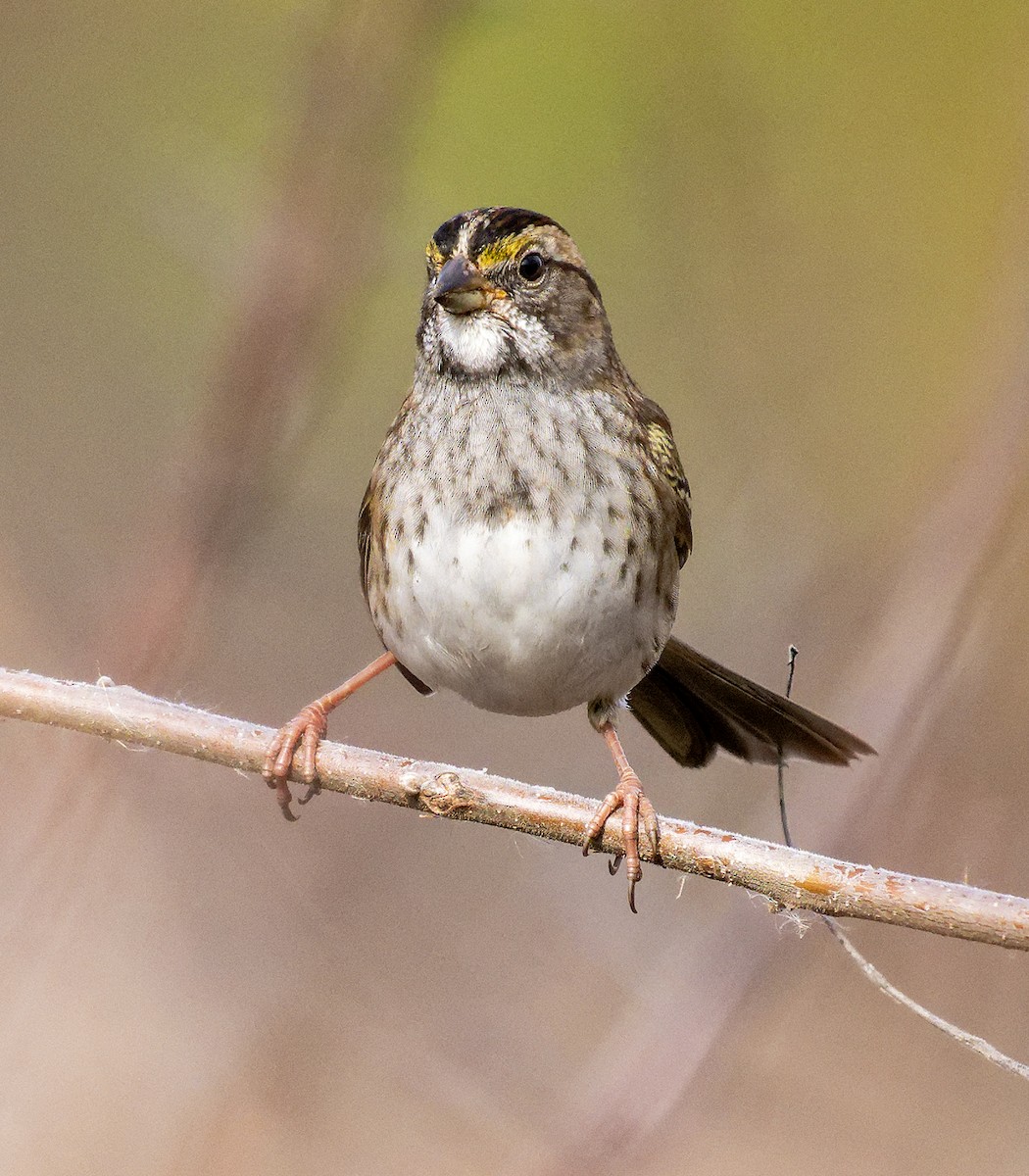 ノドジロシトド - ML644772235