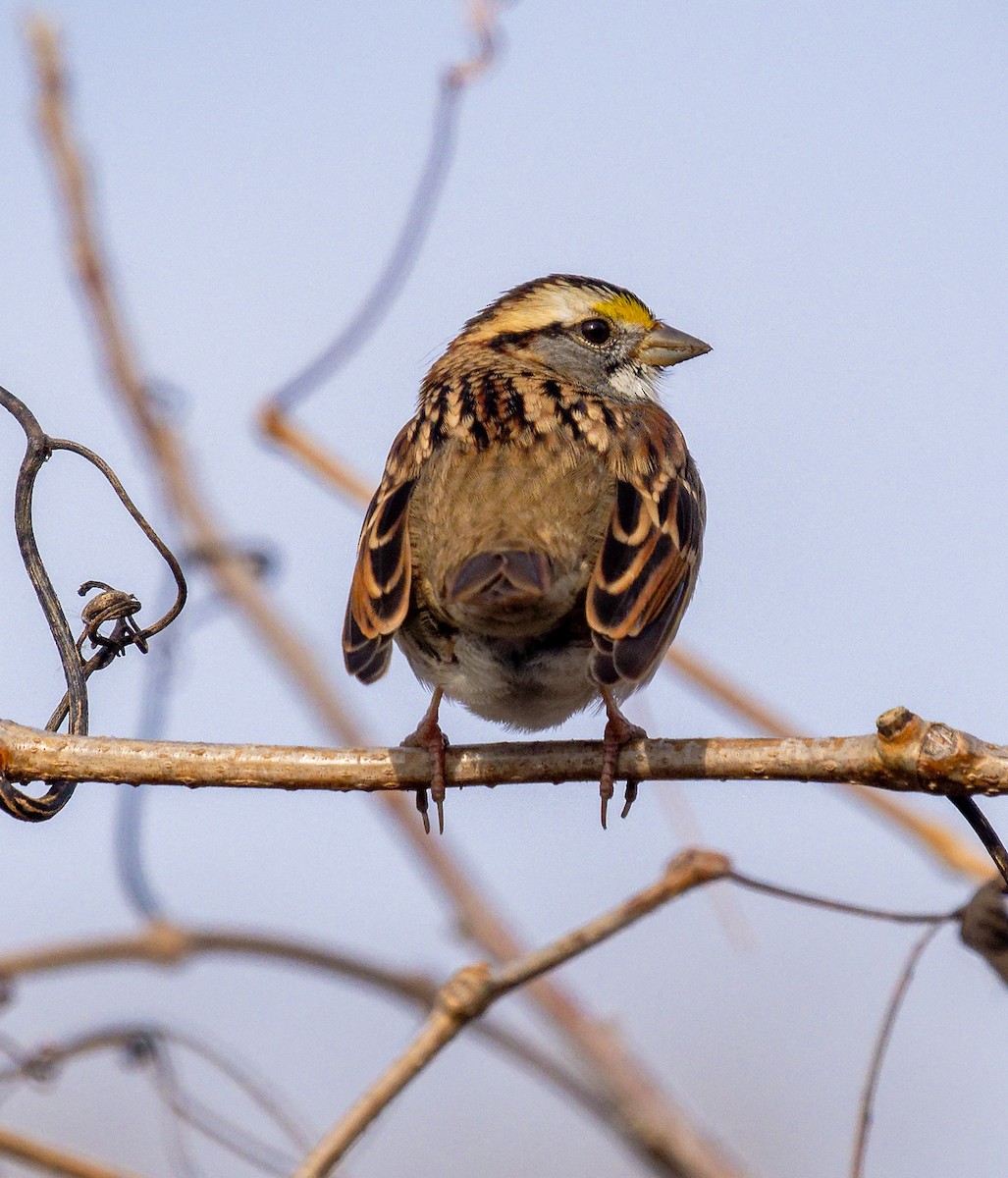 ノドジロシトド - ML644772236