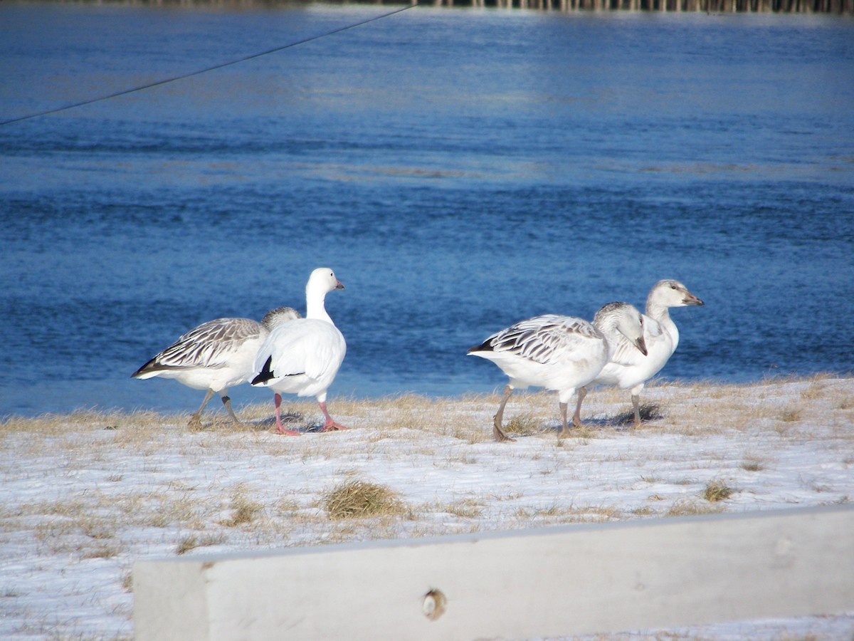 Snow Goose - ML644772237