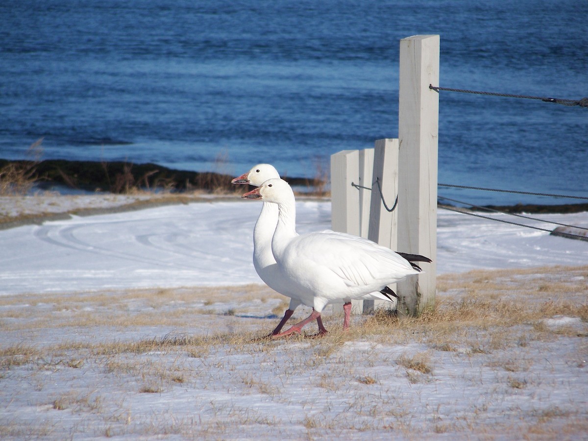 Snow Goose - ML644772238