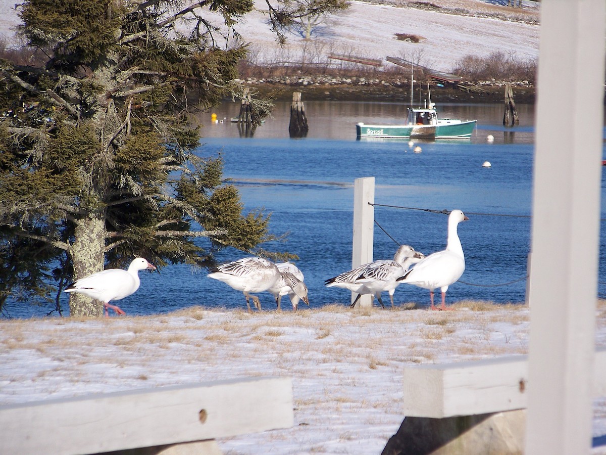 Snow Goose - ML644772239