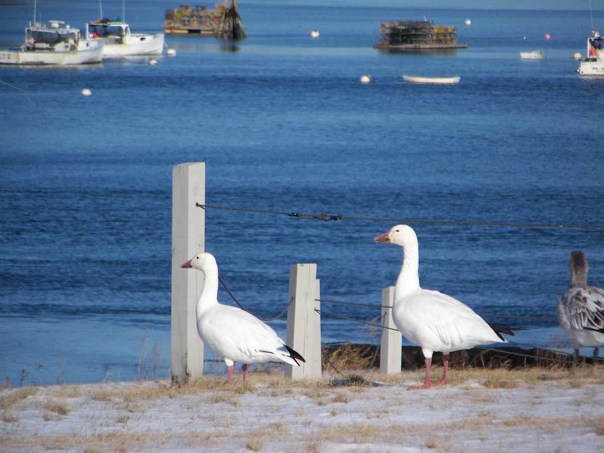 Snow Goose - ML644772240
