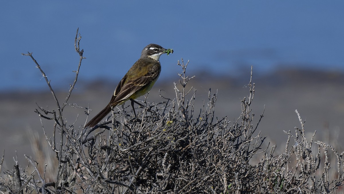 ニシツメナガセキレイ - ML644772241
