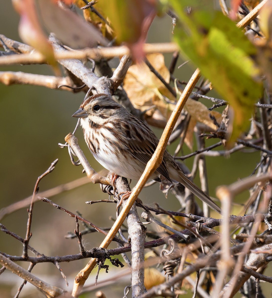 ウタスズメ - ML644772243