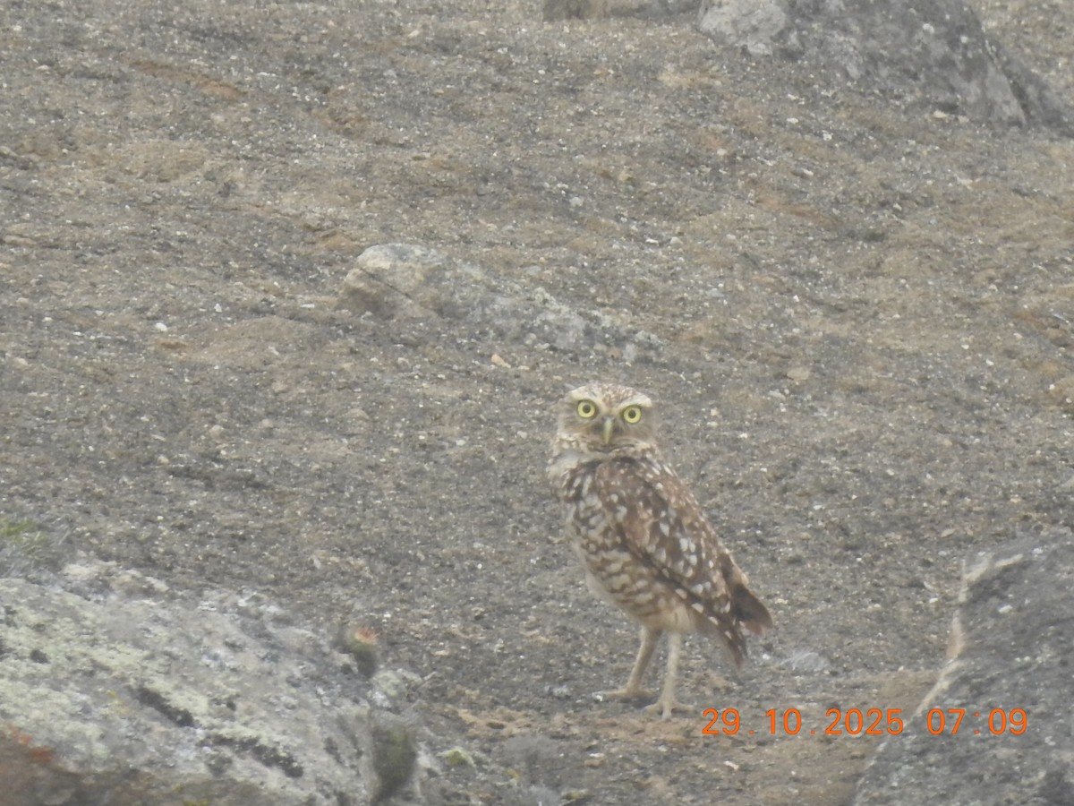 アナホリフクロウ - ML644772244