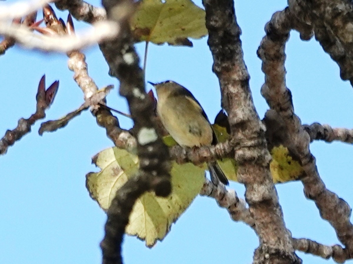 ルビーキクイタダキ - ML644772245