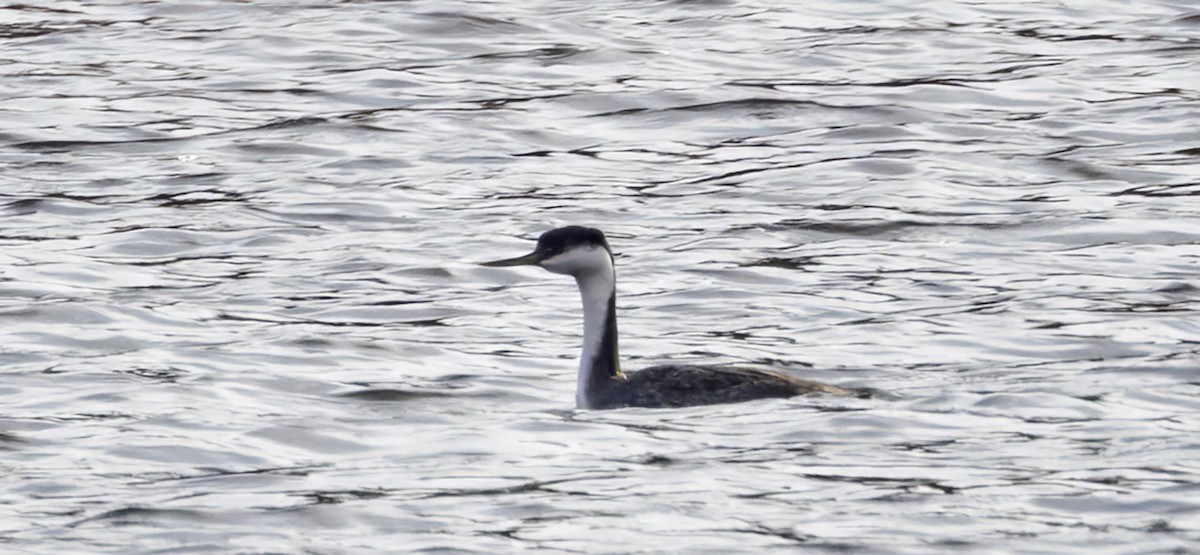 クビナガカイツブリ - ML644772246