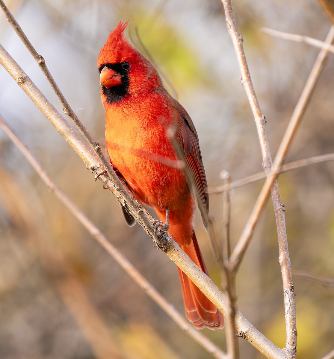 ショウジョウコウカンチョウ - ML644772247