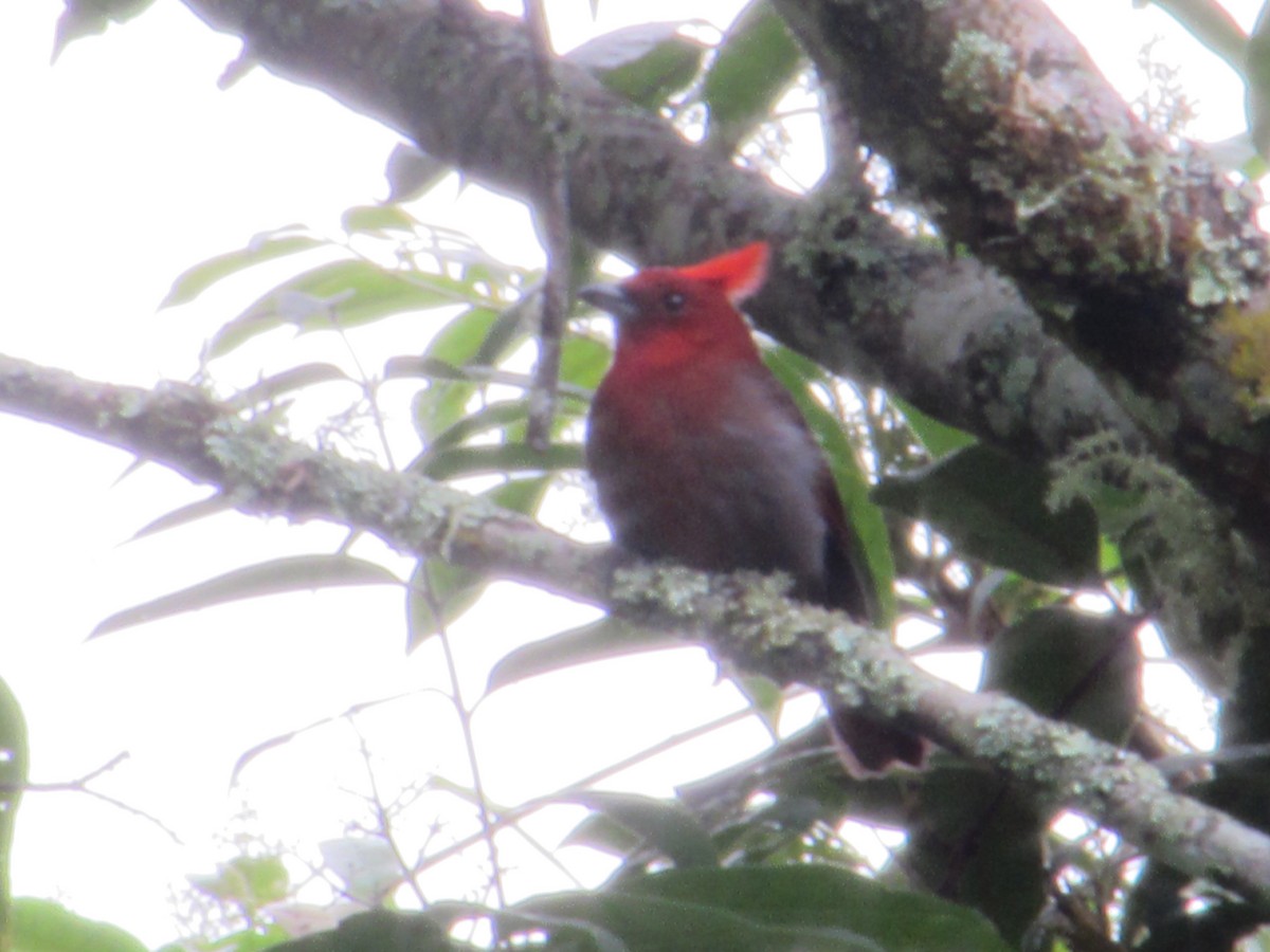 カンムリアリフウキンチョウ - ML644772248