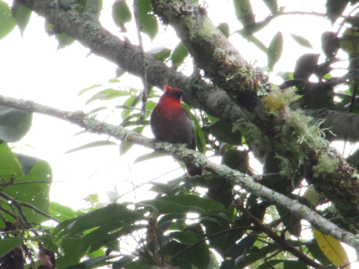 カンムリアリフウキンチョウ - ML644772249