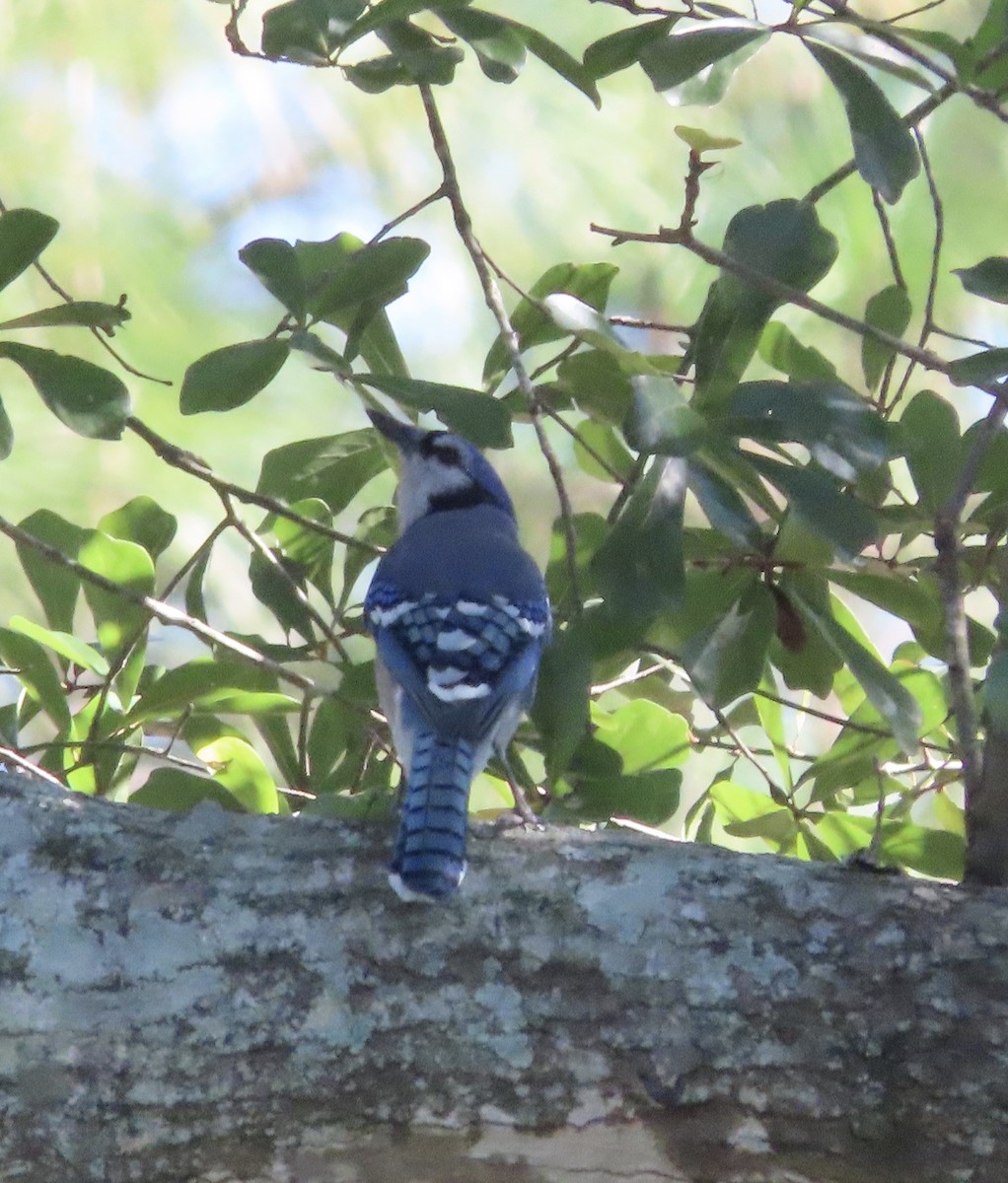 アオカケス - ML644772251