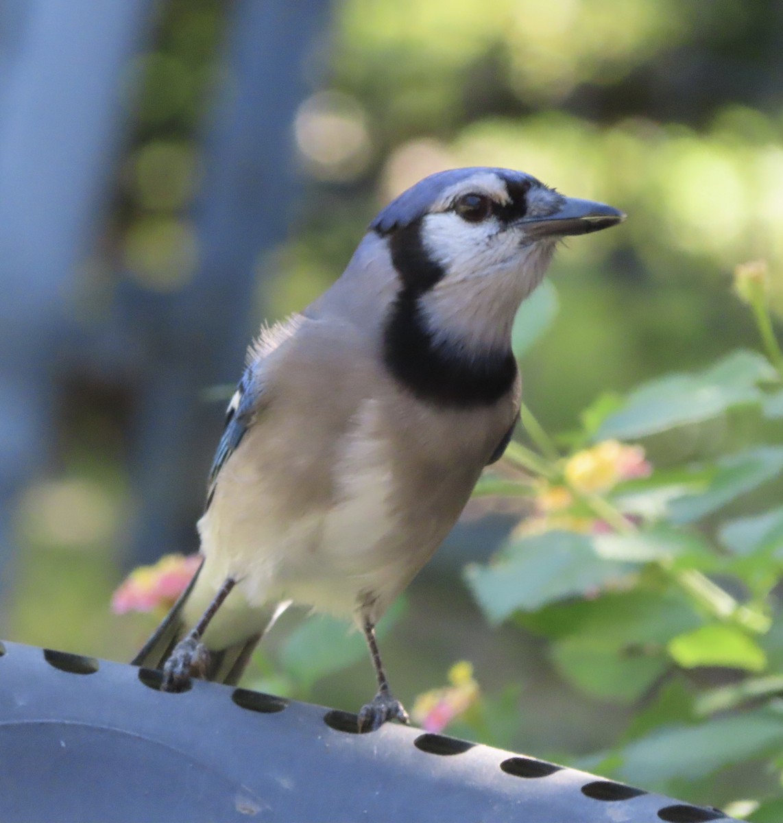 アオカケス - ML644772252