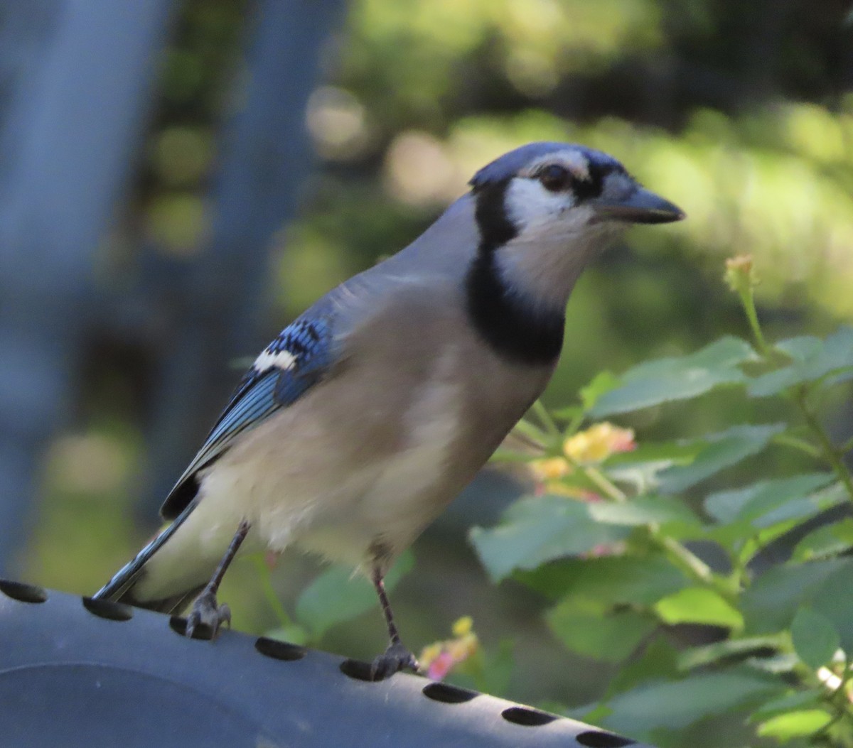 アオカケス - ML644772253