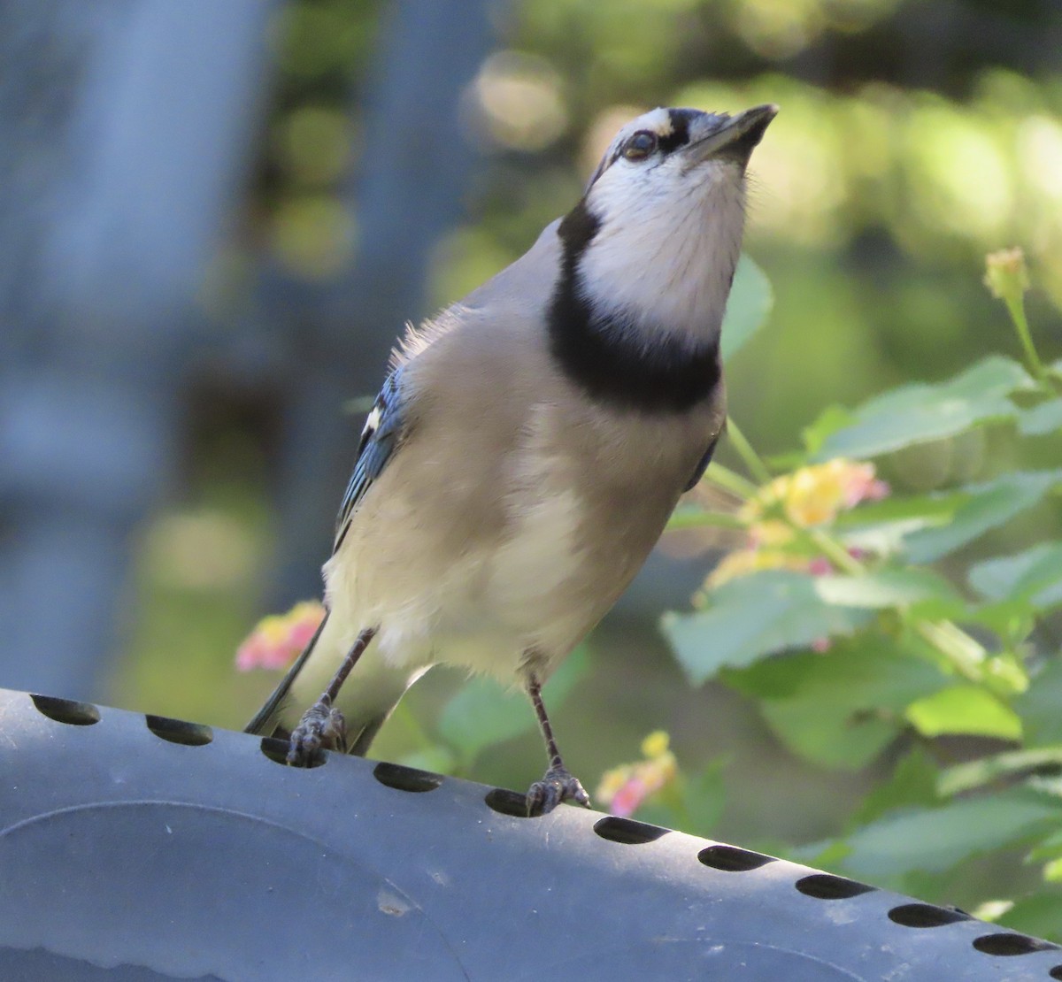 アオカケス - ML644772254