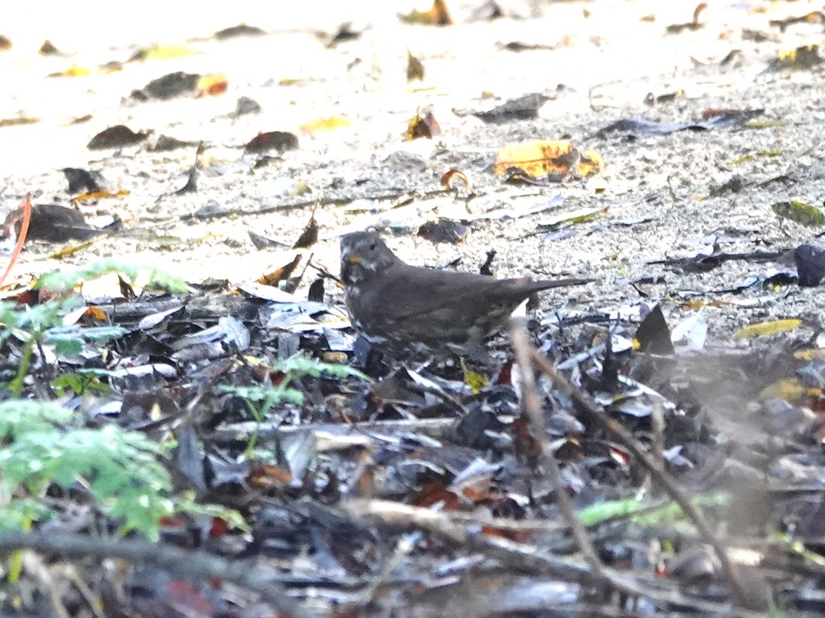 ゴマフスズメ - ML644772255